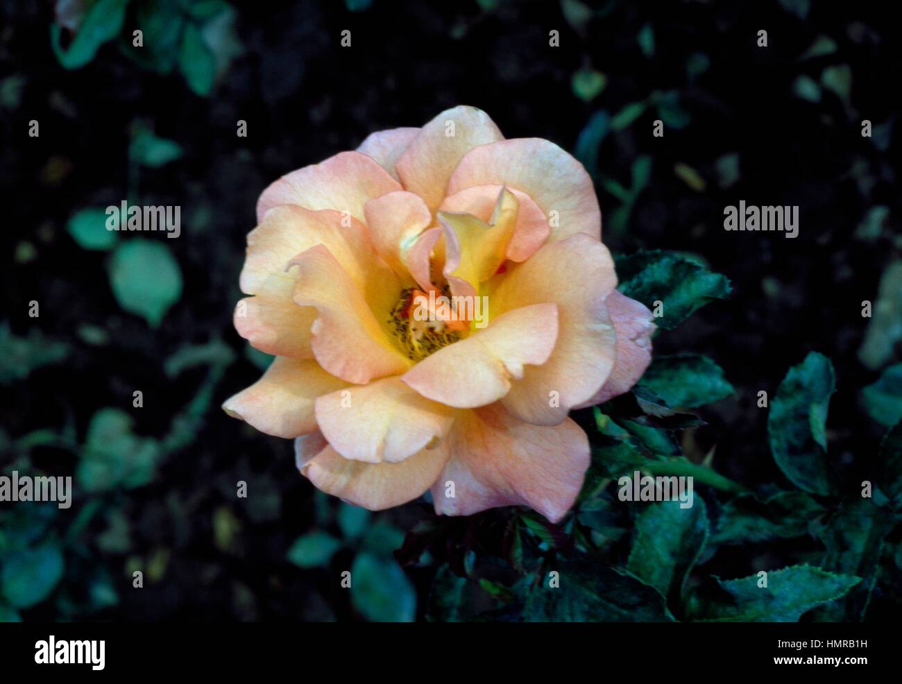 Rose (Rosa Dawn Chorus), Rosaceae. Stock Photo