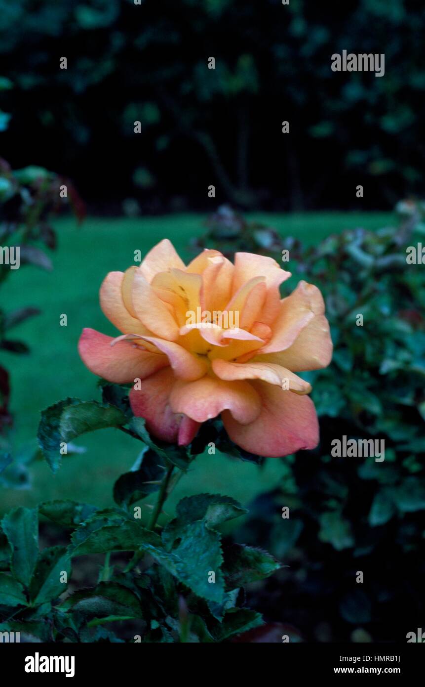 Rose (Rosa Dawn Chorus), Rosaceae. Stock Photo