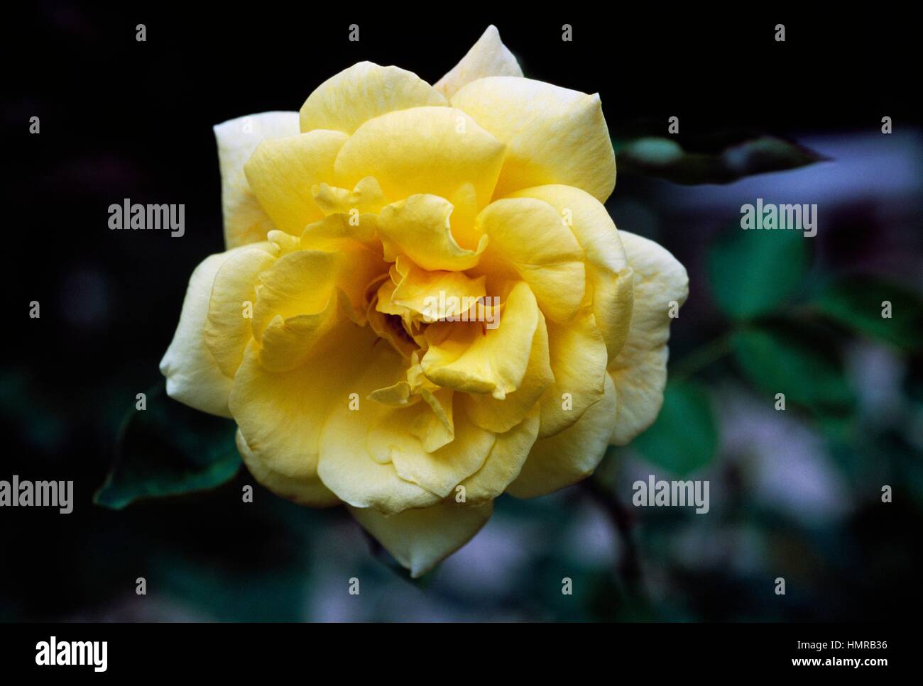 Rose (Rosa Buccaneer), Rosaceae. Stock Photo