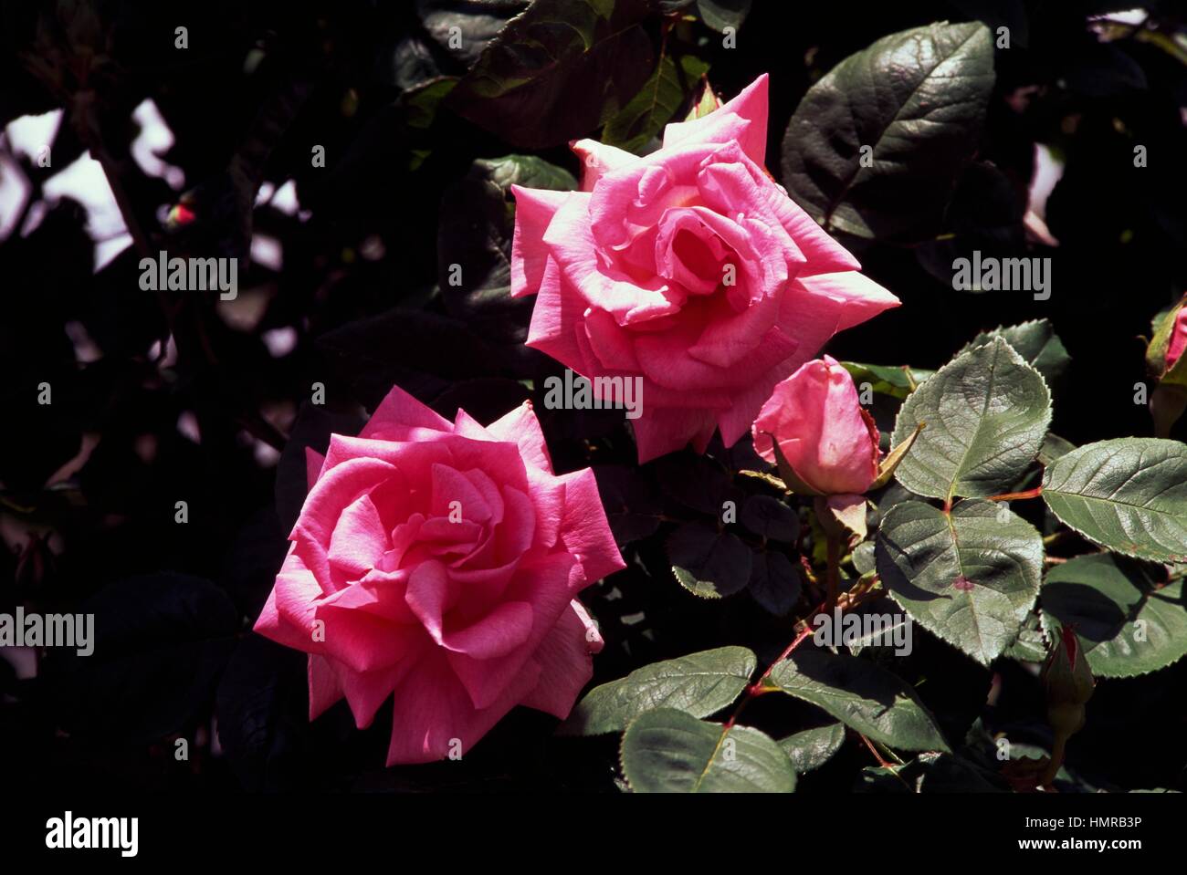 Rose (Rosa Zephirine Drouhin), Rosaceae. Stock Photo