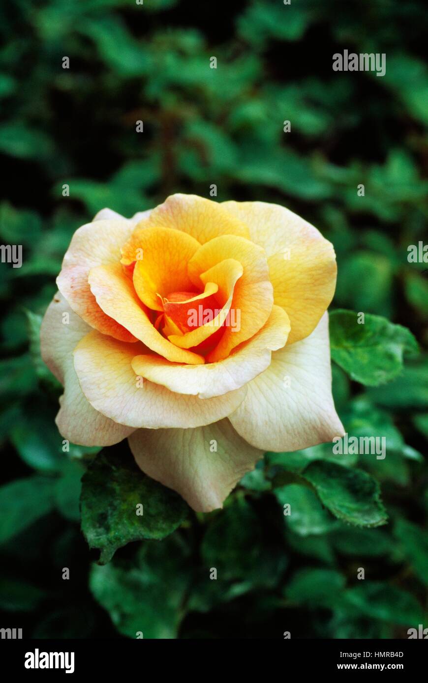 Royal rose hi-res stock photography and images - Alamy