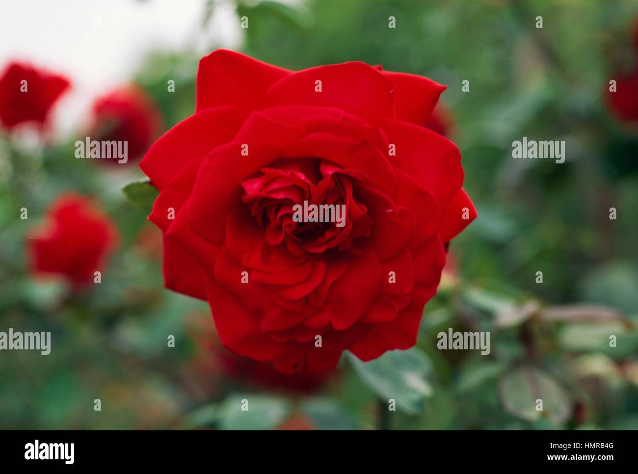 Rose Rosa Precious Platinum Rosaceae Stock Photo Alamy Rose Rosa Precious Platinum Rosaceae Stock Photo Alamy