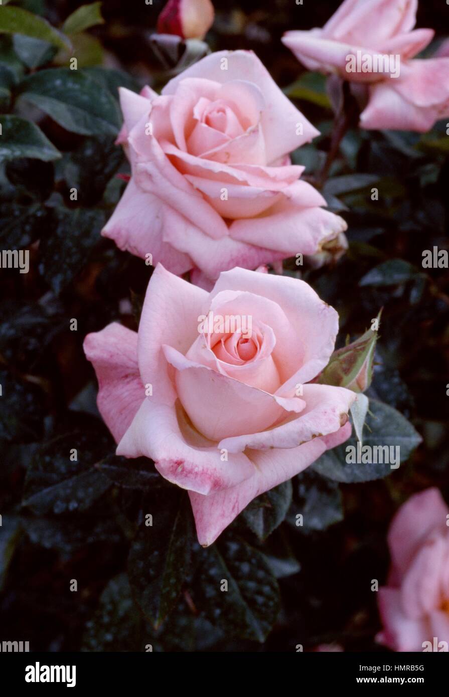 Rose (Rosa Paul Shirville), Rosaceae Stock Photo Alamy