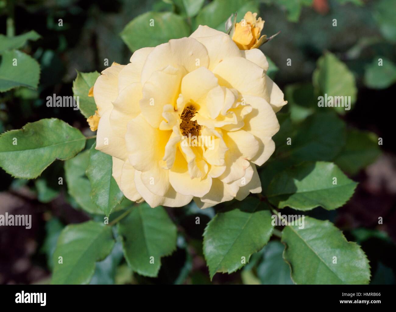 Rose (Rosa Rimosa), Rosaceae. Stock Photo