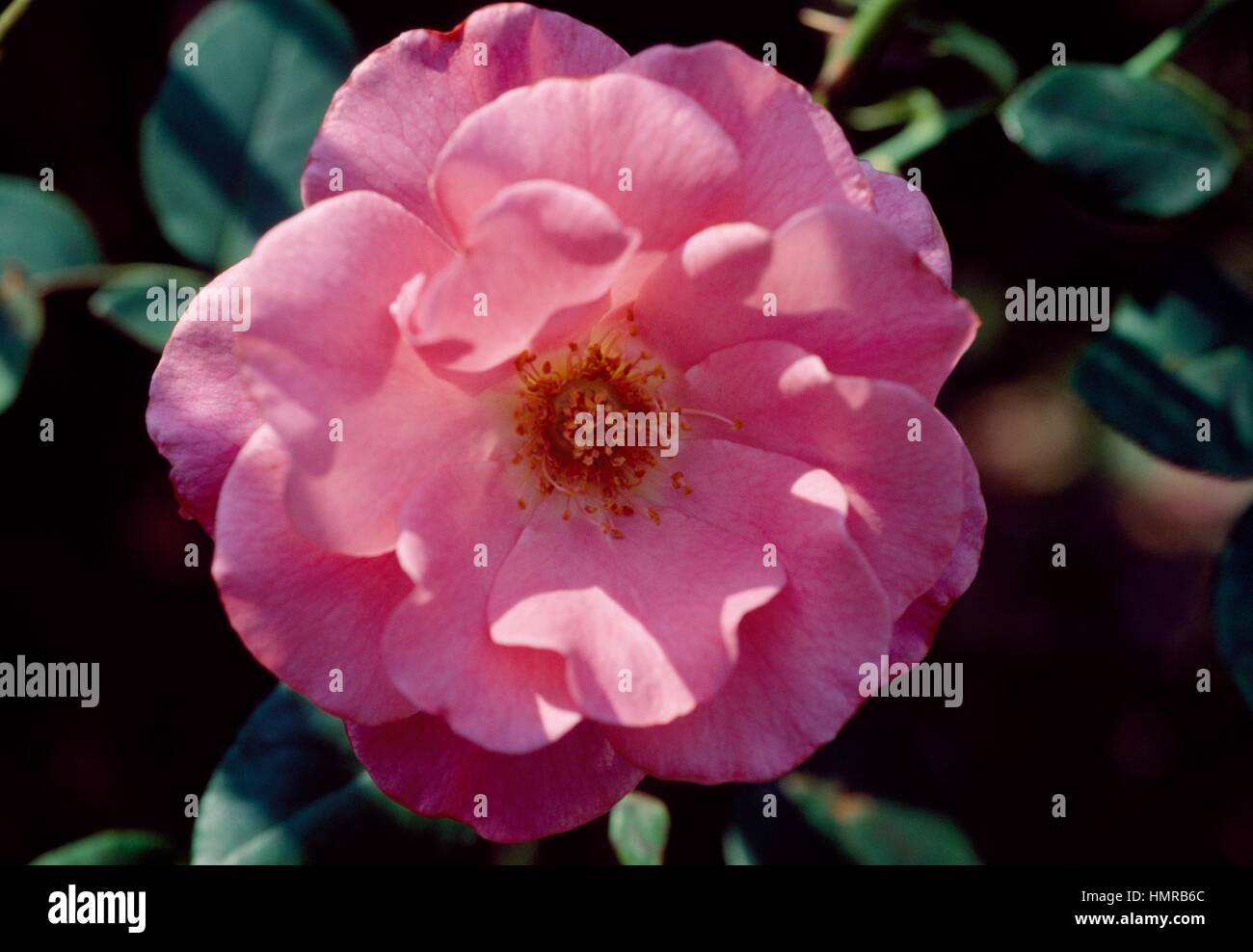 Rose (Rosa Romanze), Rosaceae. Stock Photo