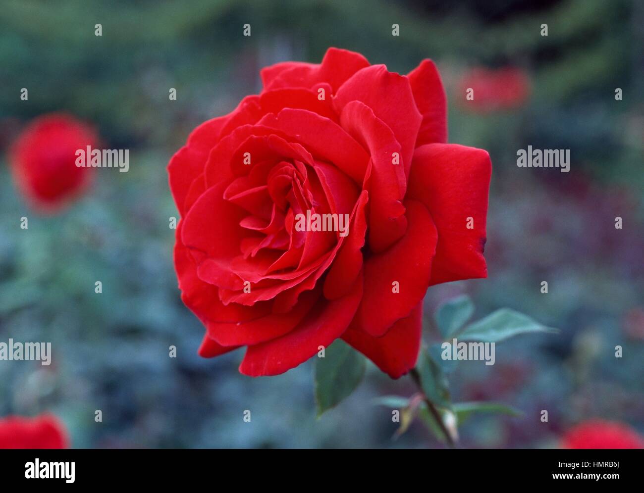 Rose royal william hi-res stock photography and images - Alamy