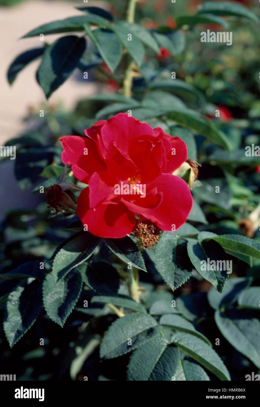 Rose (Rosa Red Rugostar), Rosaceae Stock Photo - Alamy