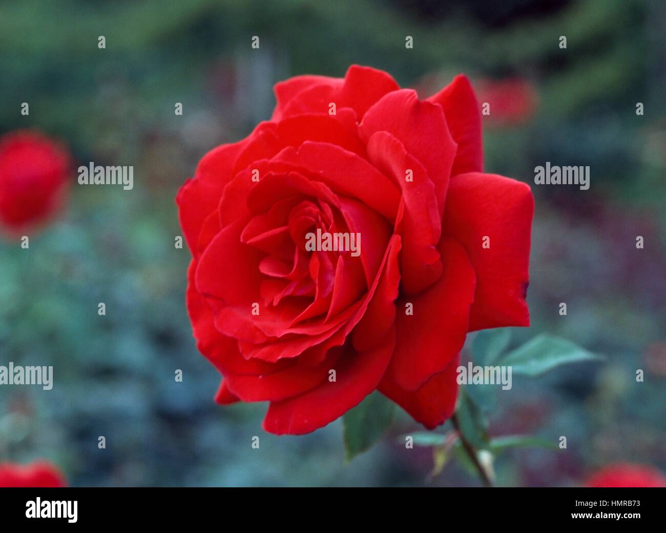 Rose royal william hi-res stock photography and images - Alamy