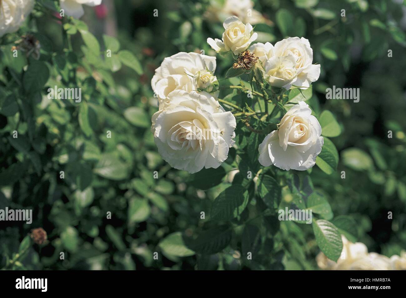 Botany - Rosaceae. Weisse Wolke Rose Stock Photo