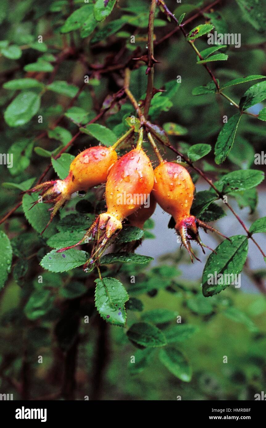 Rose (Rosa sweginzowii Macrocarpa), detail of the fruits, Rosaceae. Stock Photo