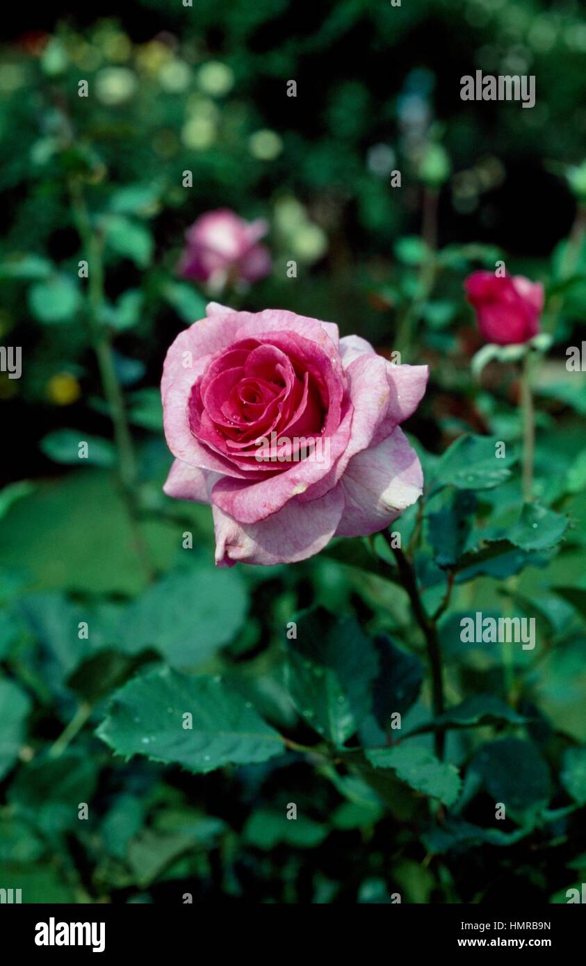 Rose (Rosa Violette Parfumee), Rosaceae. Stock Photo