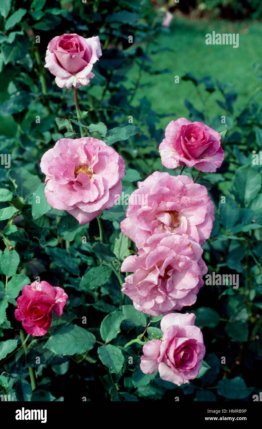 Rose (Rosa Violette Parfumee), Rosaceae. Stock Photo