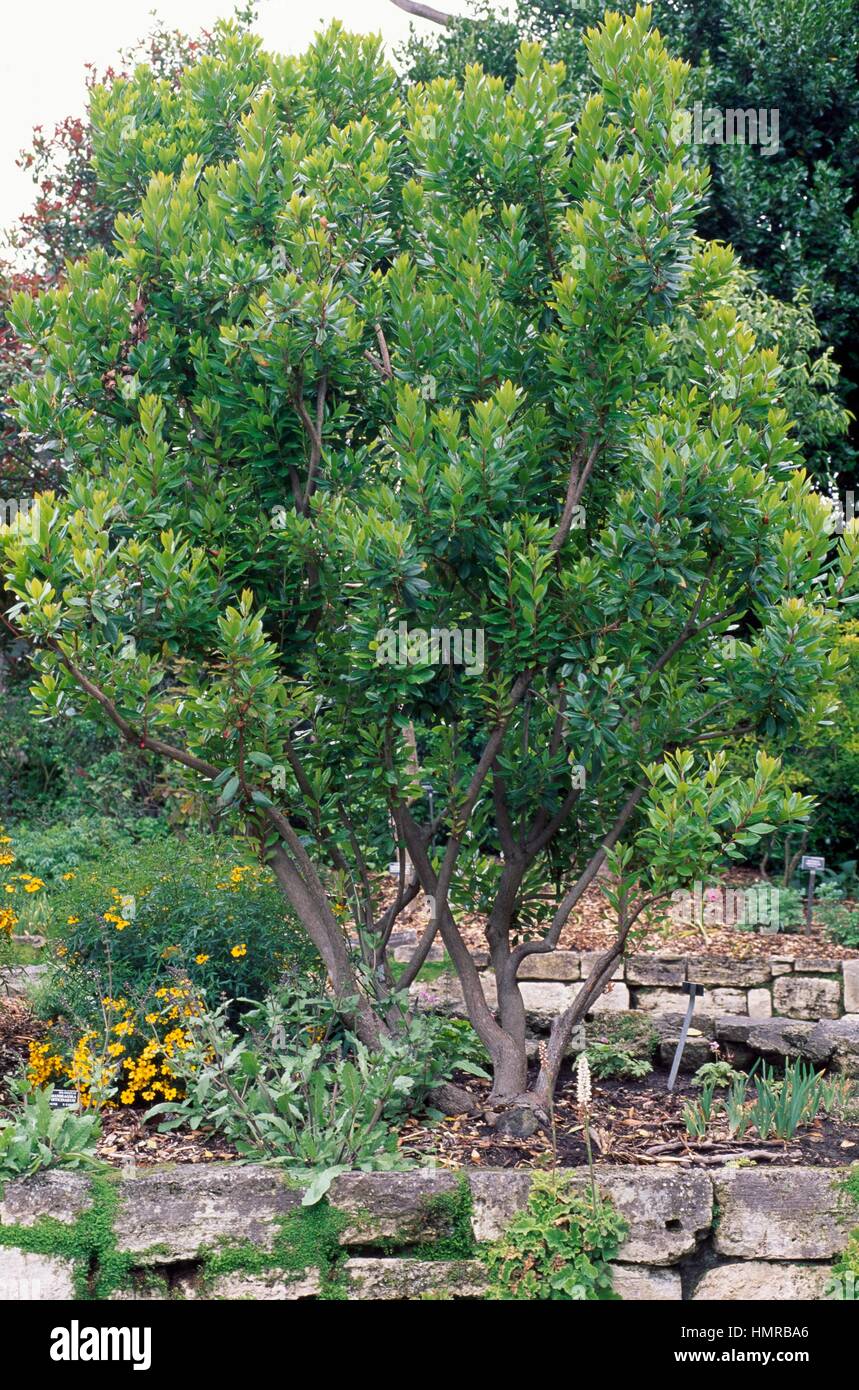 Strawberry Tree (Arbutus unedo Compacta), Ericaceae Stock Photo Alamy Strawberry Tree (Arbutus unedo Compacta), Ericaceae Stock Photo Alamy