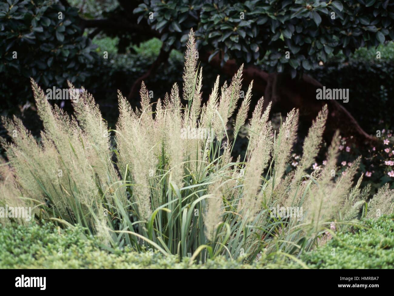 Silver spike grass (Achnatherum calamagrostis), Poaceae. Stock Photo
