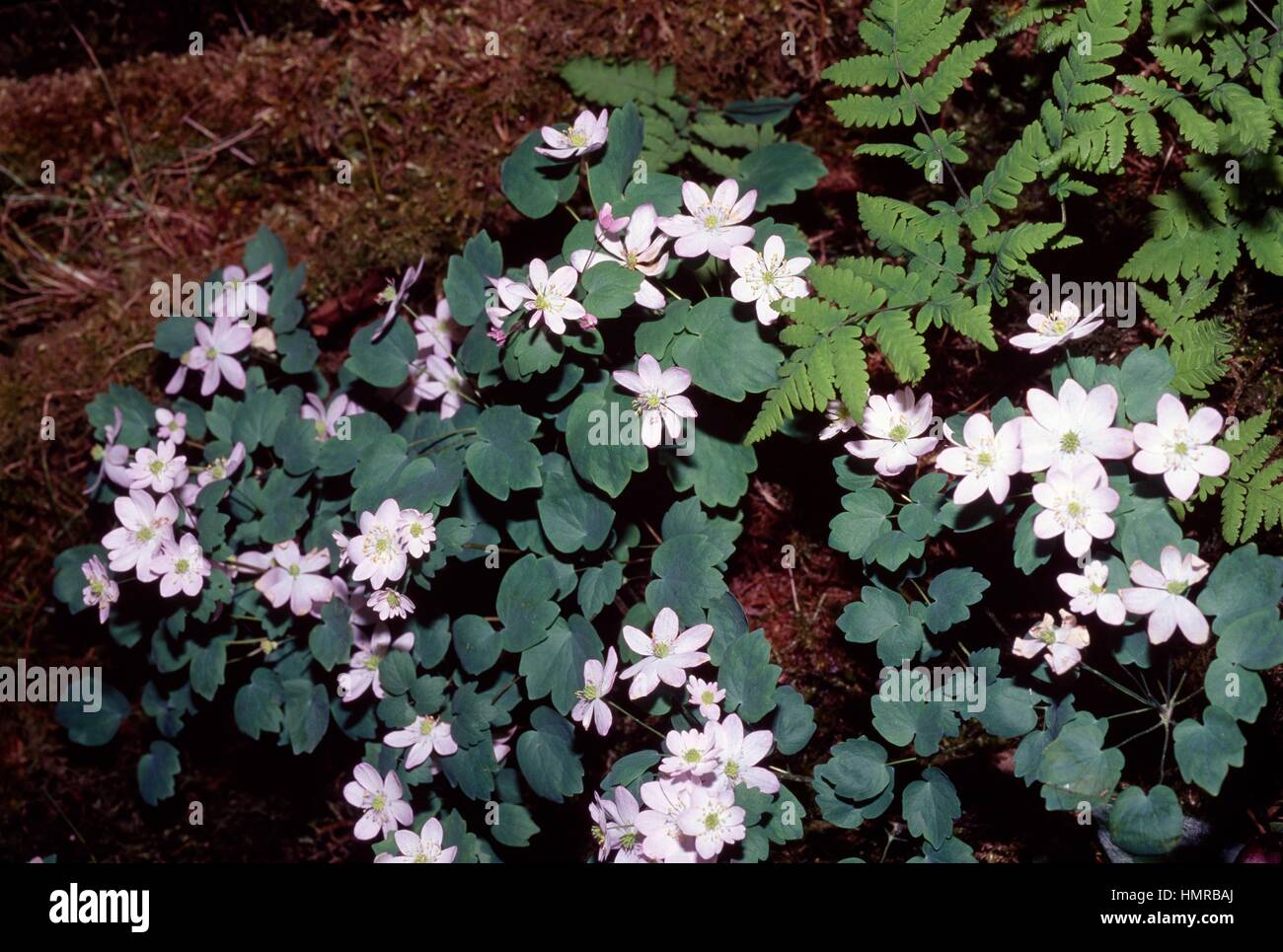Rue anemone (Anemonella thalictroides or Isopyrum thalictroides), Ranunculaceae. Stock Photo