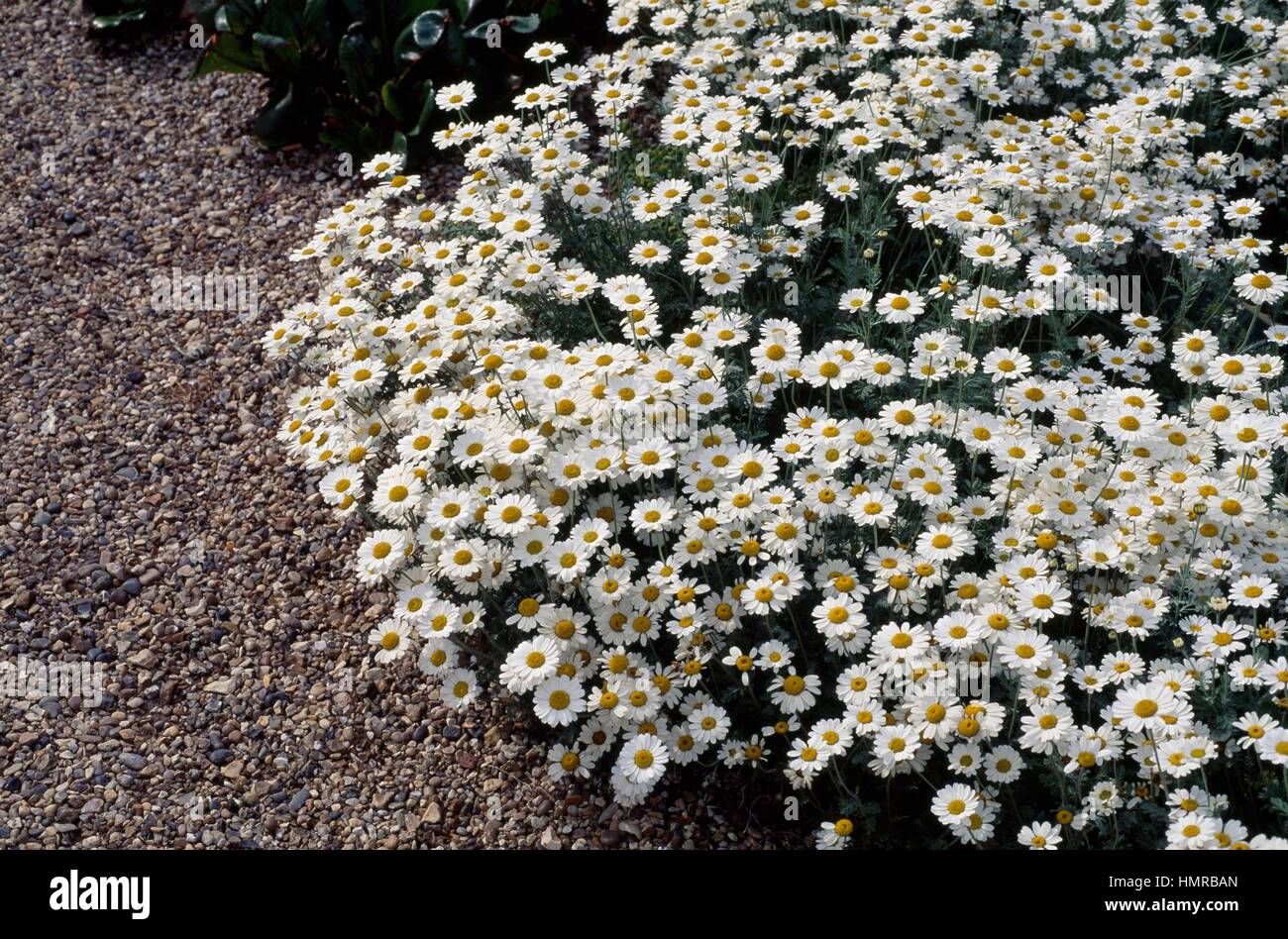 White Mat Chamomile (Anthemis cretica), Asteraceae. Stock Photo