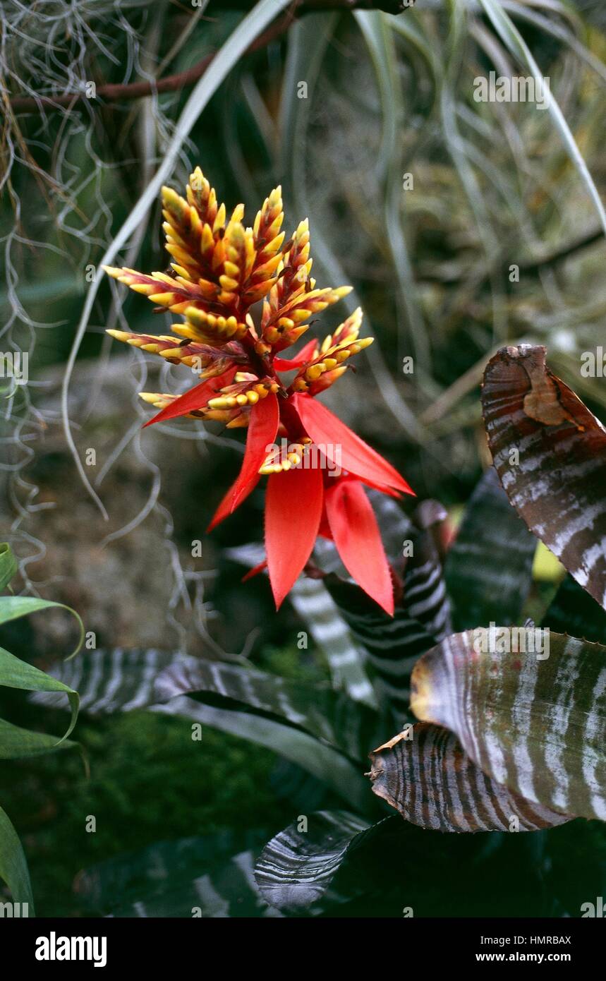 Amazonian Zebra Plant Black (Aechmea chantinii Black or Billbergia chantinii Black), Bromeliaceae. Stock Photo