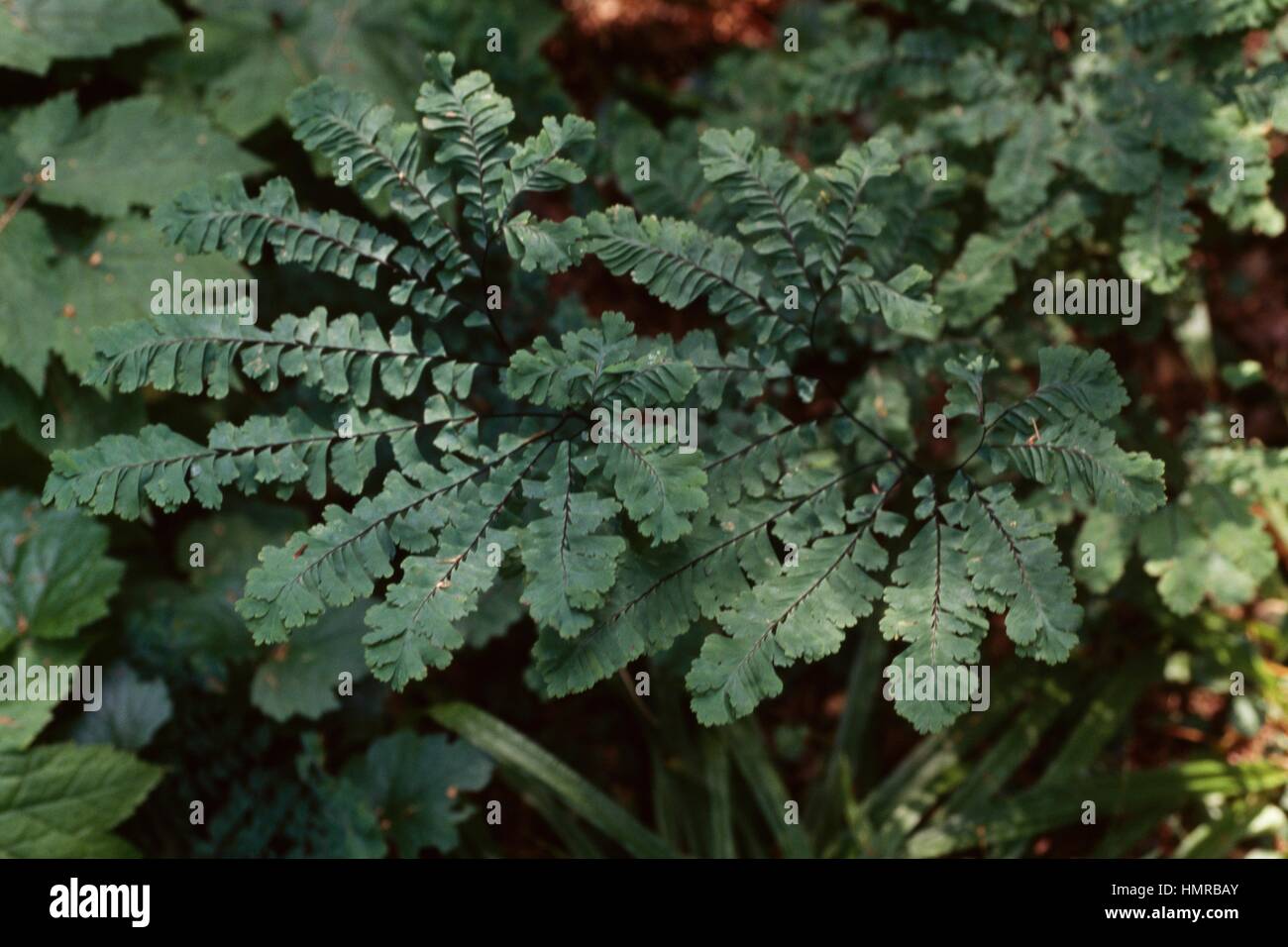 Northern maidenhair (Adiantum pedatum Billingsiae), Pteridaceae. Stock Photo
