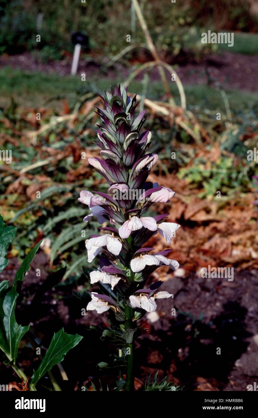 Bear's breeches or Oyster plant (Acanthus mollis Candelabrus), Acanthaceae. Stock Photo