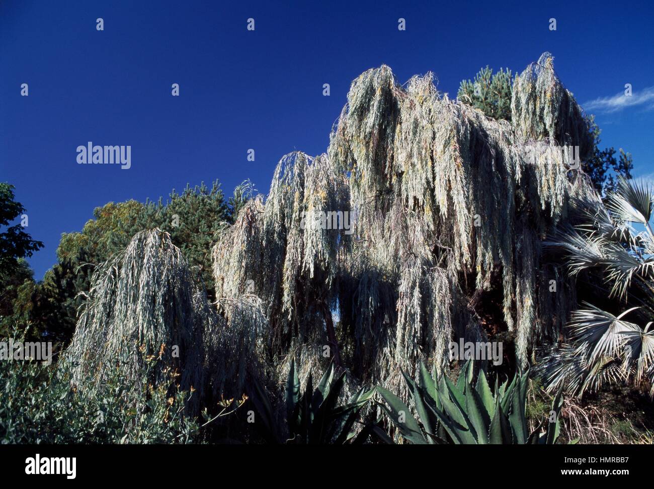 Weeping Myall (Acacia pendula), Fabaceae. Stock Photo