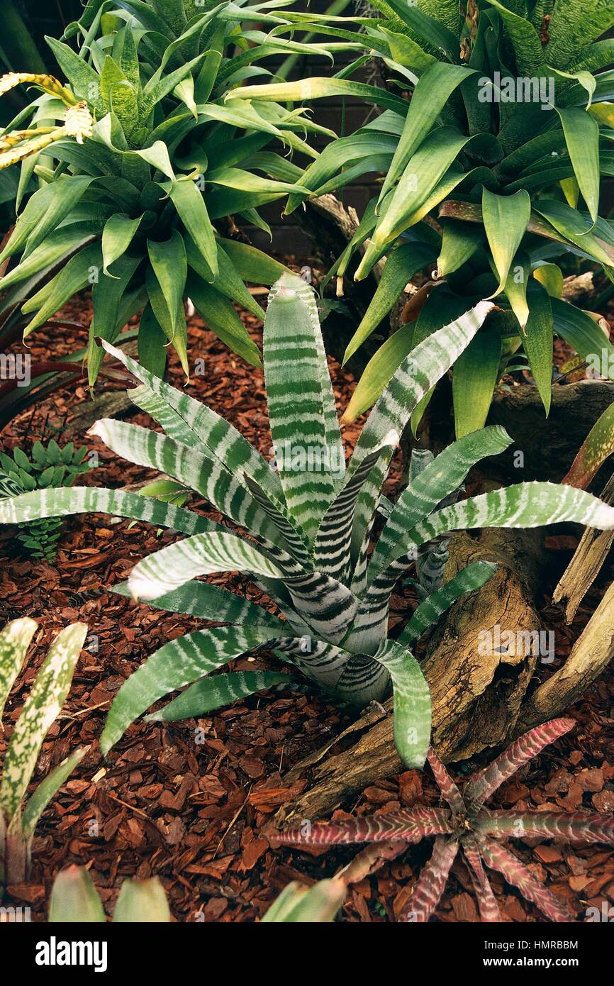 Amazonian Zebra Plant (Aechmea chantinii or Billbergia chantinii), Bromeliaceae. Stock Photo