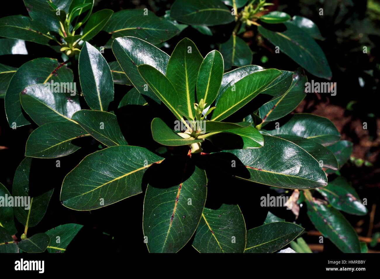 Pacific Madrone leaves (Arbutus menziesii), Ericaceous Stock Photo Alamy