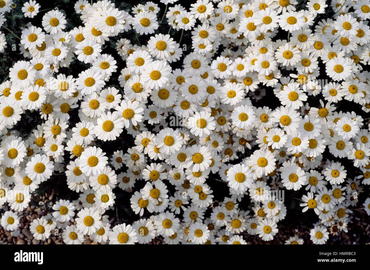 White Mat Chamomile (Anthemis cretica), Asteraceae. Stock Photo