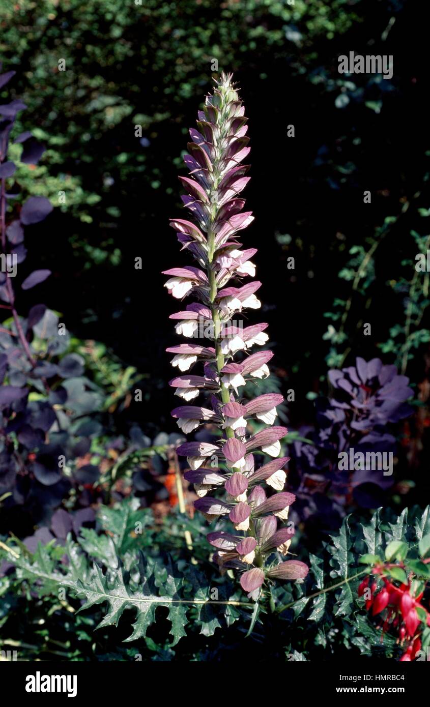 Spiny bear's breeches (Acanthus spinosus), Acanthaceae. Stock Photo