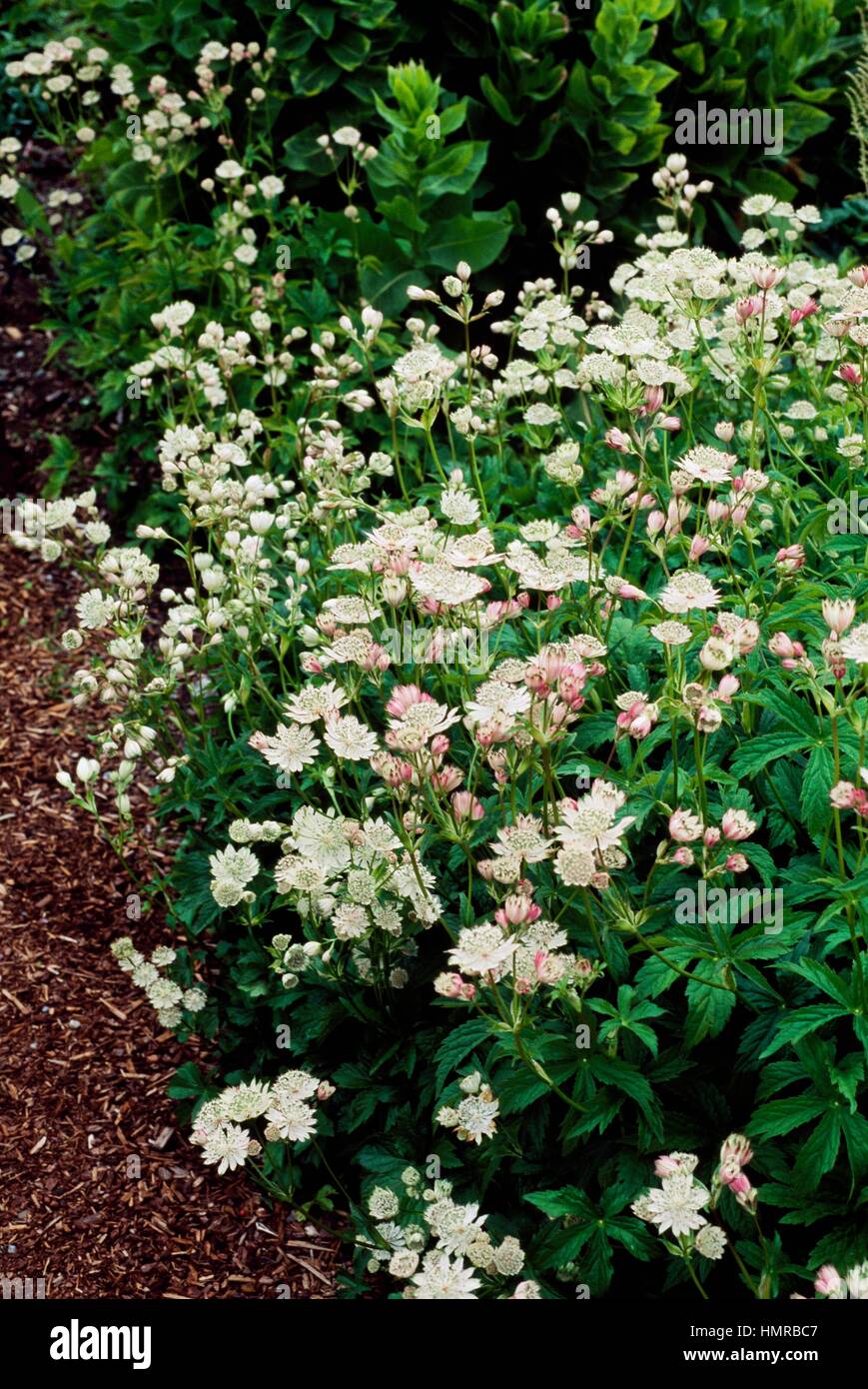 Great Masterwort (Astrantia major), Apiaceae. Stock Photo