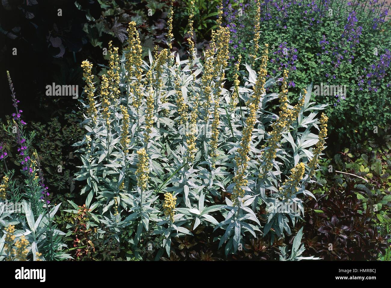 White sagebrush in bloom (Artemisia ludoviciana Valerie Finnis