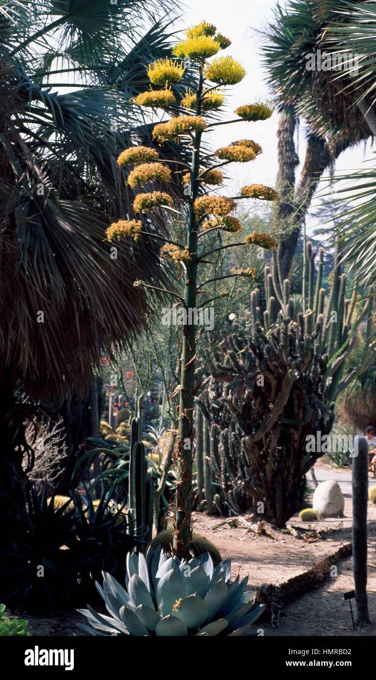 Agave parryi truncata, Agavaceae. Stock Photo