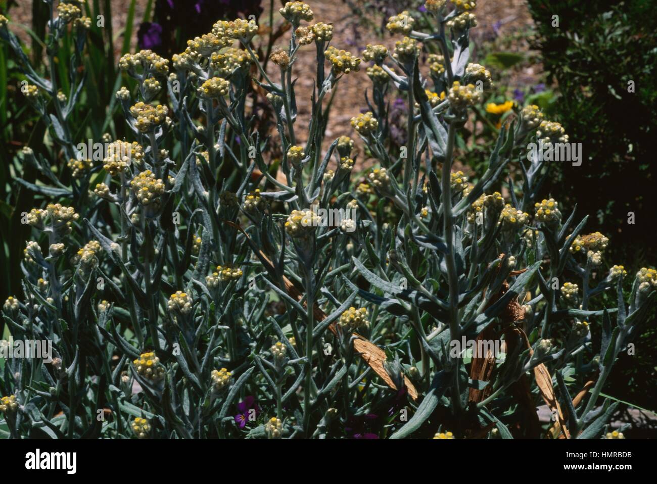 Western pearly everlasting (Anapahlis margaritacea), Asteraceae. Stock Photo