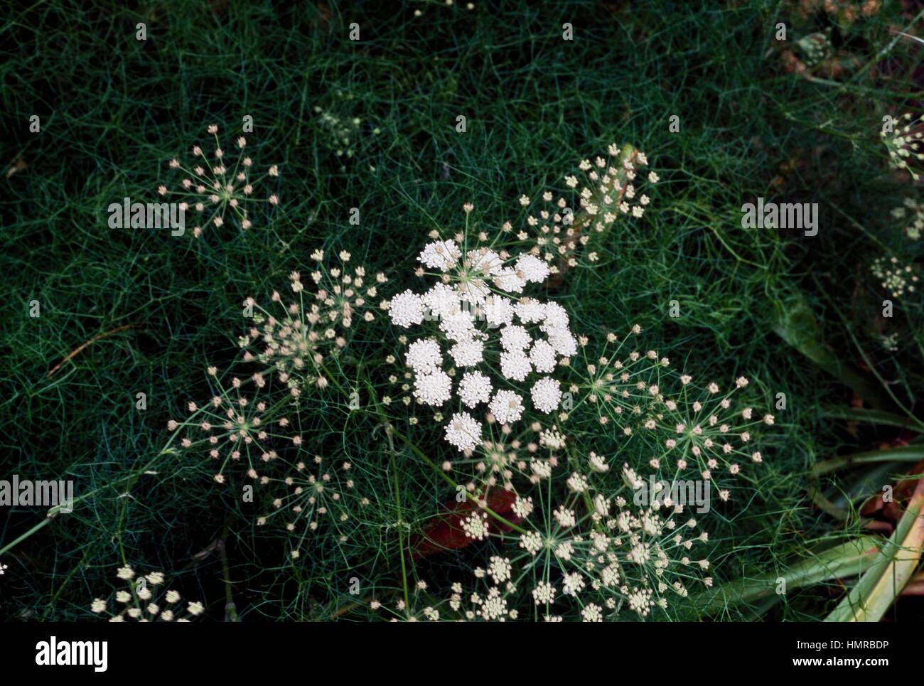 Athamanta turbith, Apiaceae. Stock Photo