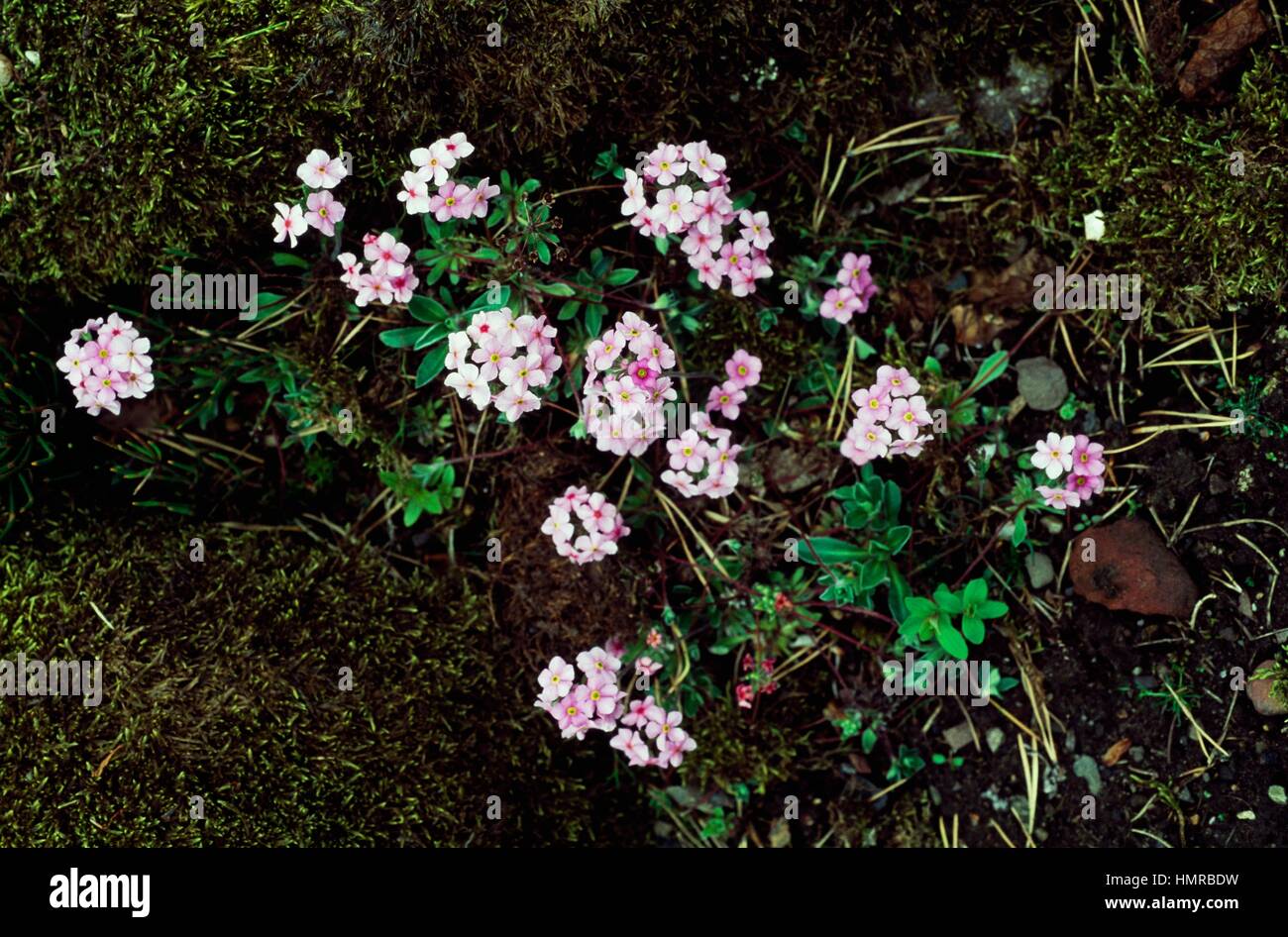 Rock Jasmine (Androsace sarmentosa), Primulaceae. Stock Photo