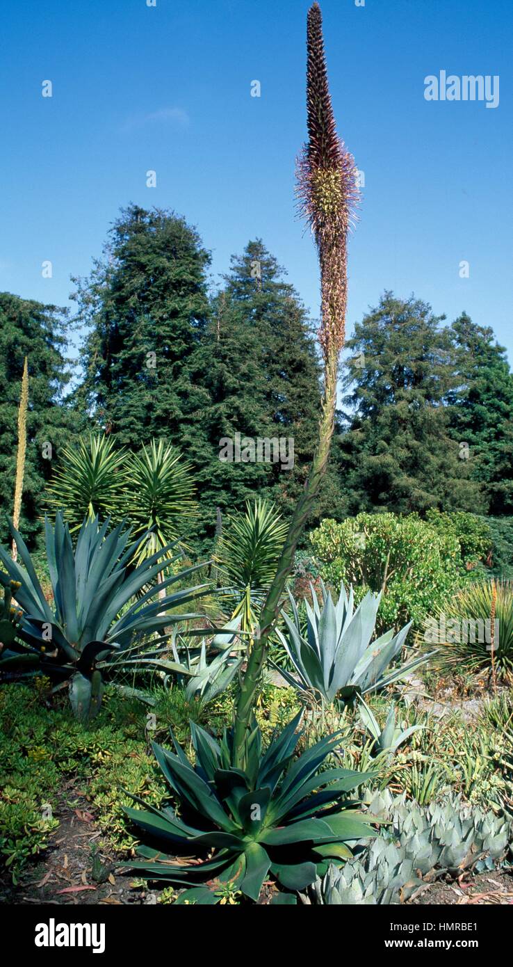 Agave or century plant agave sp hi-res stock photography and images - Alamy