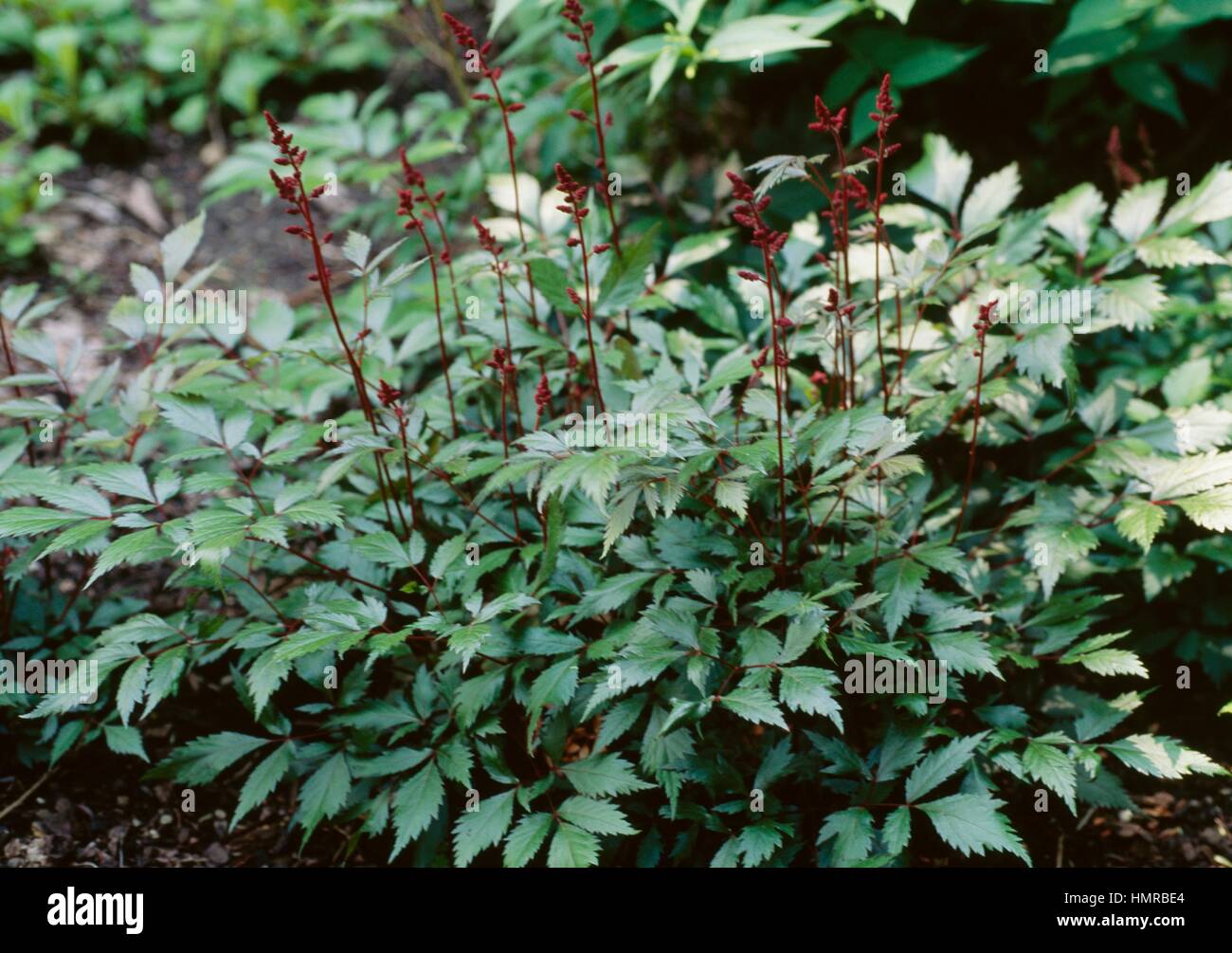 Astilbe x arendsii Fanal, Saxifragaceae. Stock Photo