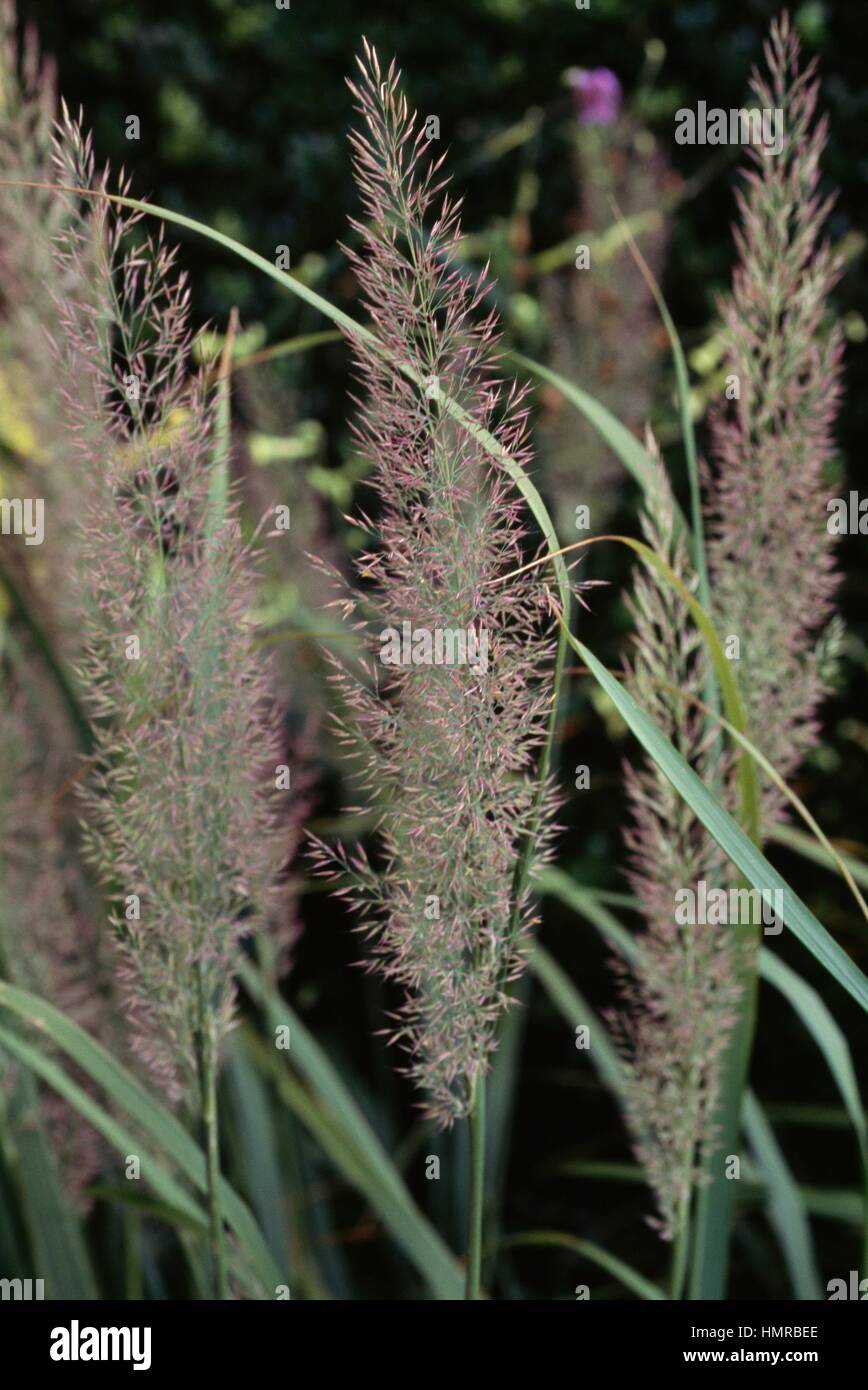 Silver spike grass in bloom (Achnatherum calamagrostis), Poaceae. Stock Photo
