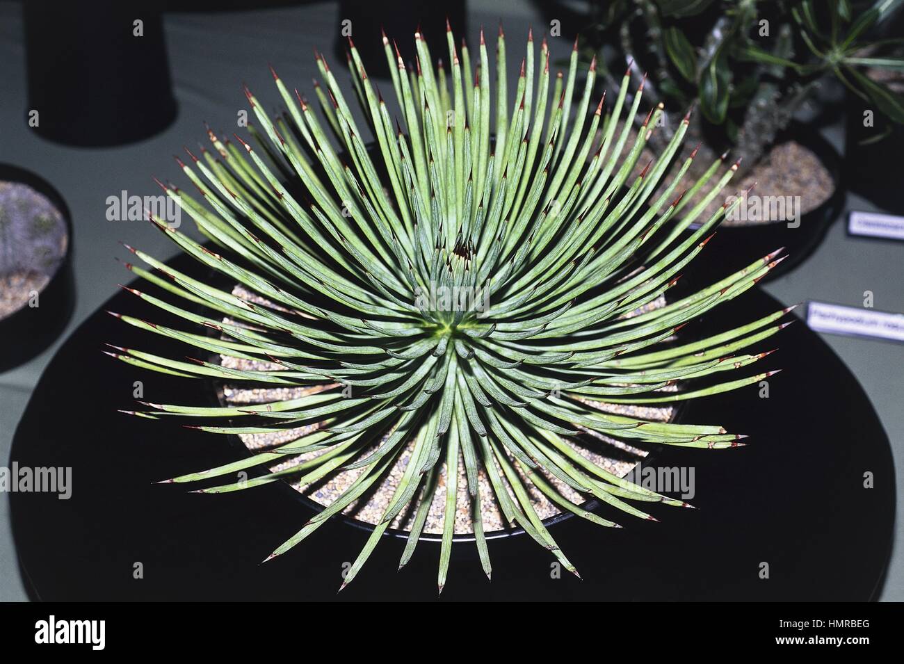 Botany - Agavaceae. Hedgehog agave (Agave stricta) Stock Photo