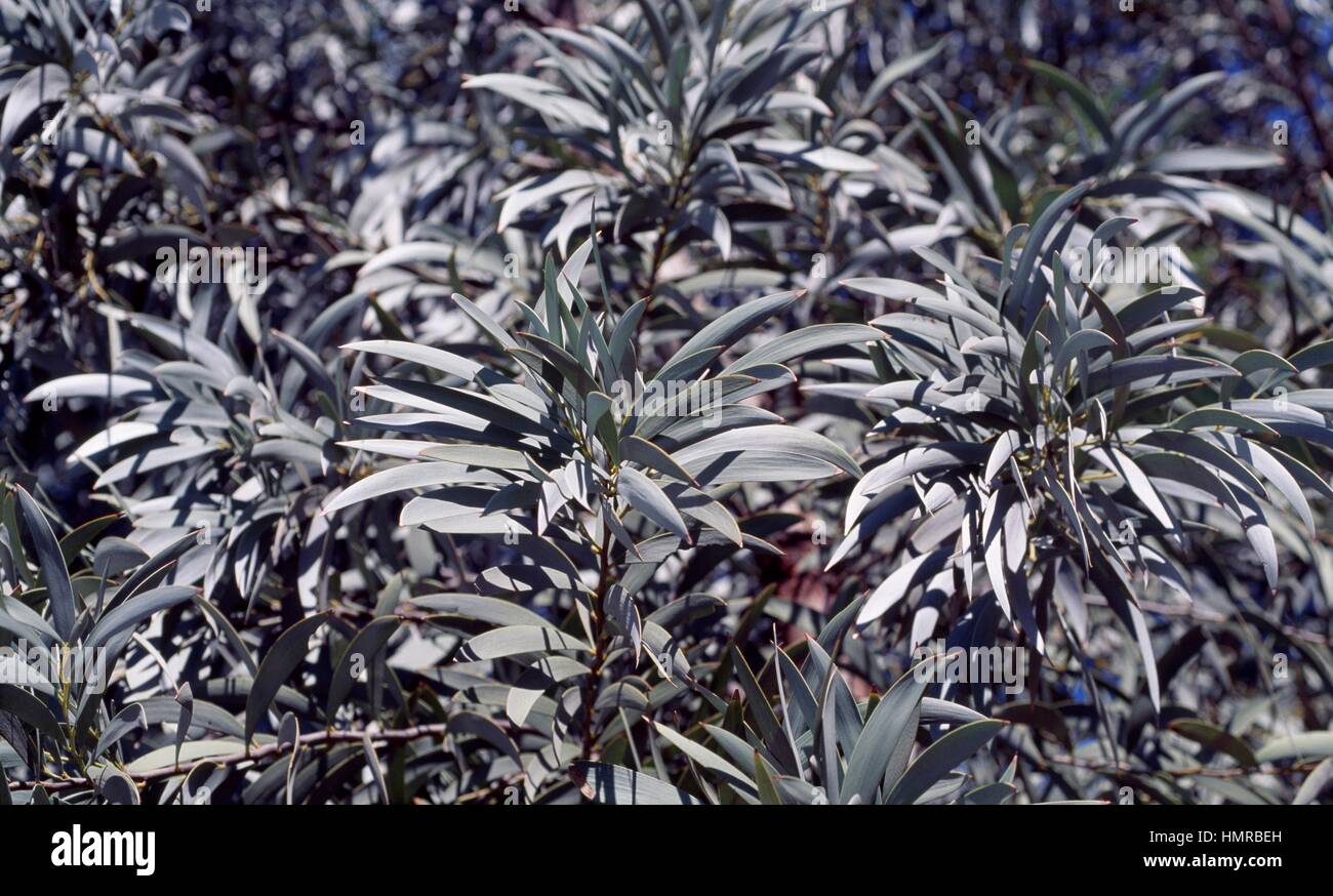 Acacia harpophylla Brigalow, Fabaceae-Mimosoideae. Detail. Stock Photo