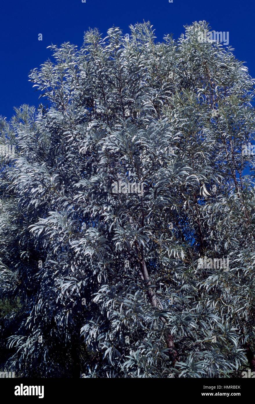 Acacia harpophylla Brigalow, Fabaceae-Mimosoideae. Stock Photo