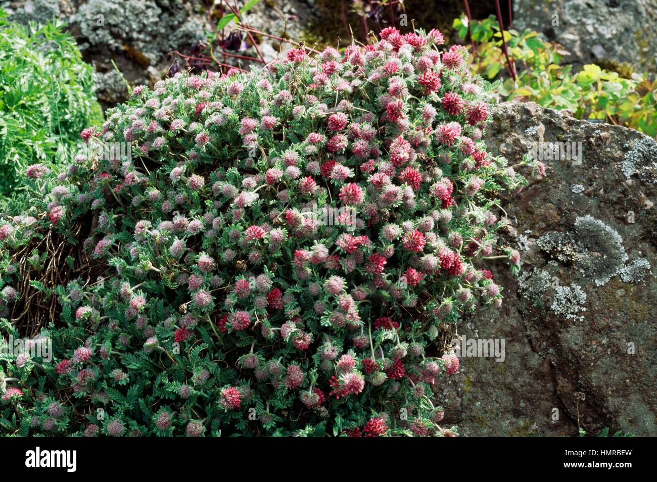 Mountain Kidney Vetch (Anthyllis montana Atrorubens), Fabaceae. Stock Photo