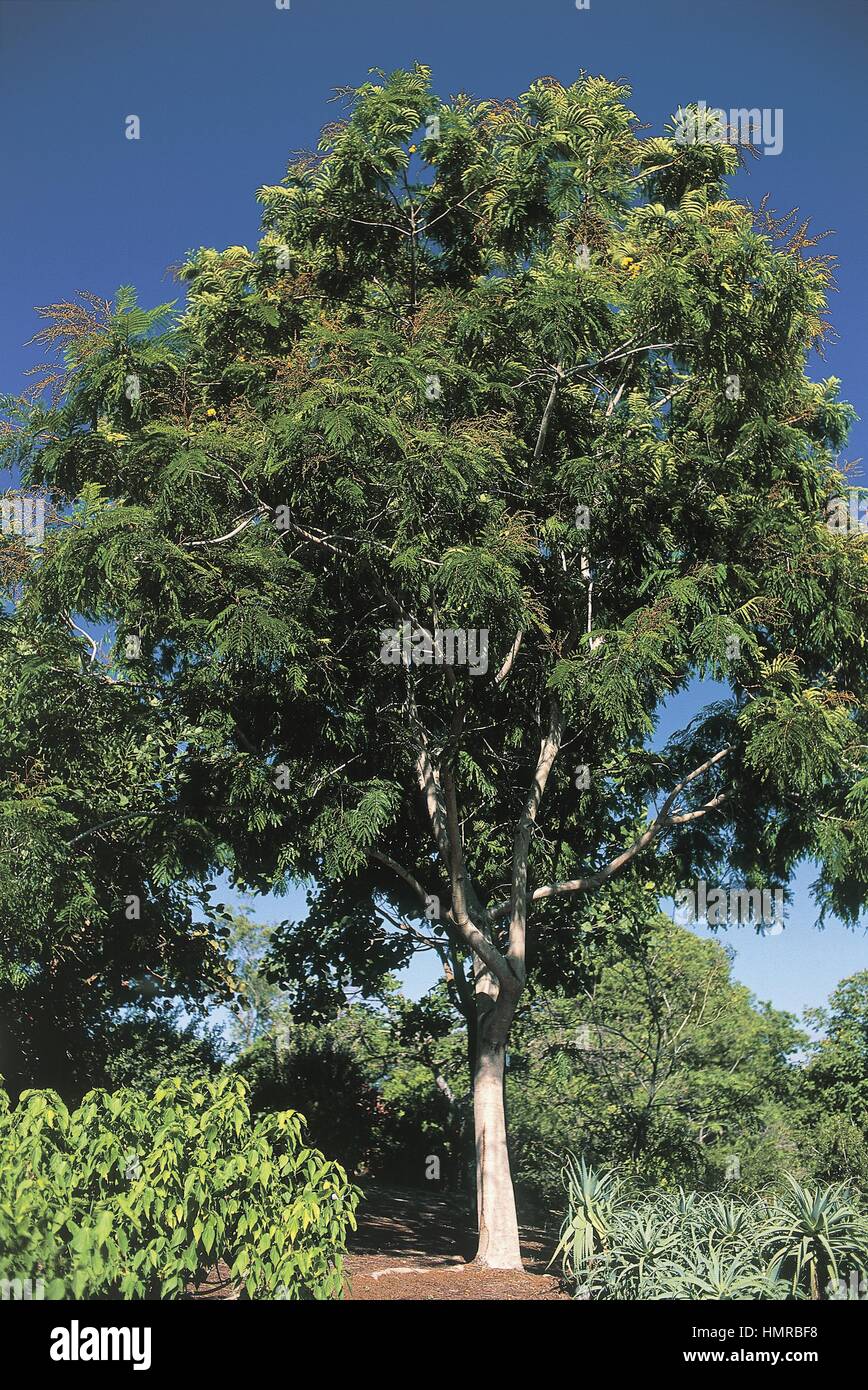 Botany - Trees - Euphorbiaceae. Indian walnut (Aleurites moluccana) Stock Photo