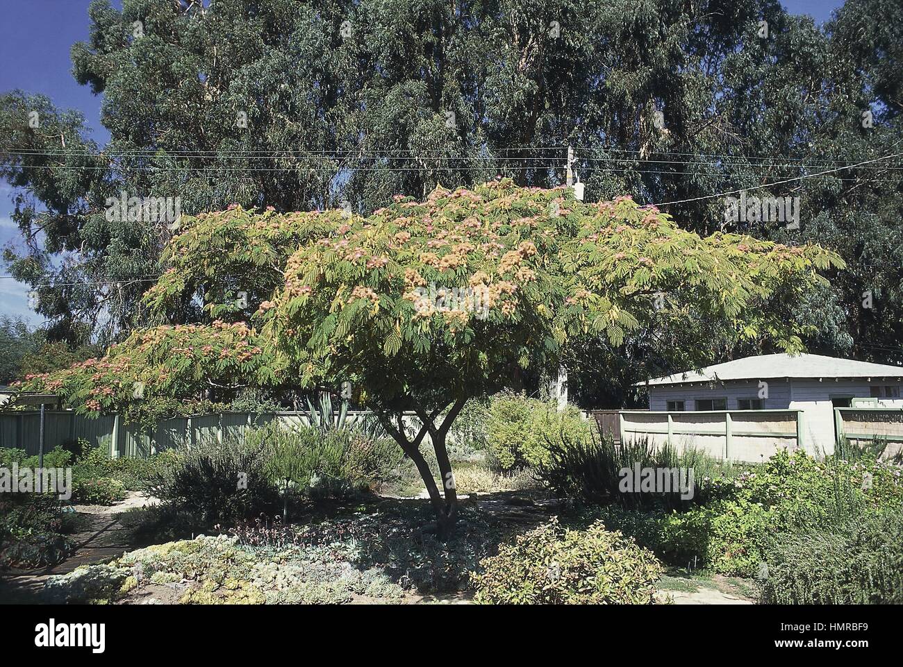 Botany Fabaceae. Persian Silk tree julibrissin Stock Photo