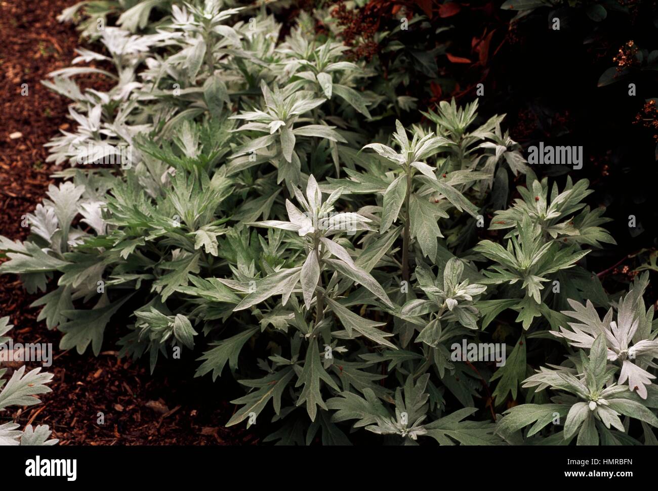 White sagebrush (Artemisia ludoviciana Silver Queen), Asteraceae. Stock Photo