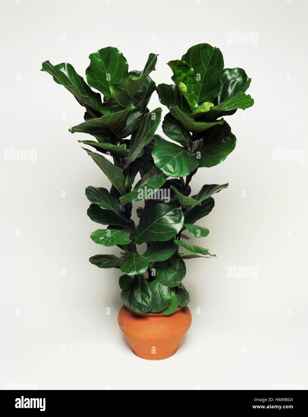 Fiddle Leaf Fig Ficus Lyrata Moraceae Stock Photo Alamy,What Are Scallops Made Out Of