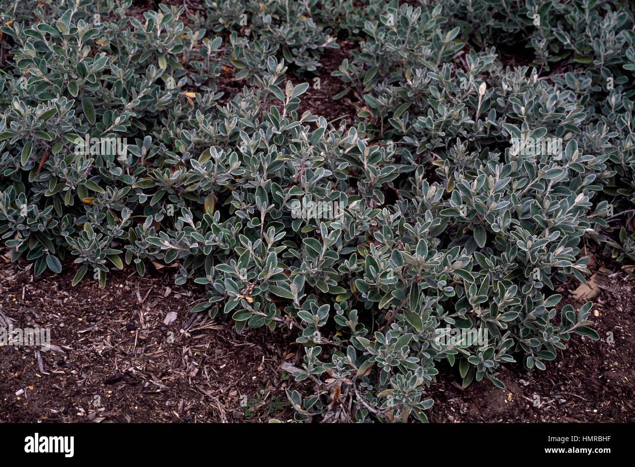 Daisy Bush (Brachyglottis greyi or Senecio greyi), Asteraceae. Stock Photo