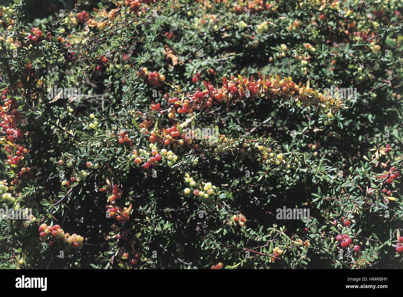Botany - Berberidaceae. Wilson's barberry (Berberis wilsoniae) Stock Photo