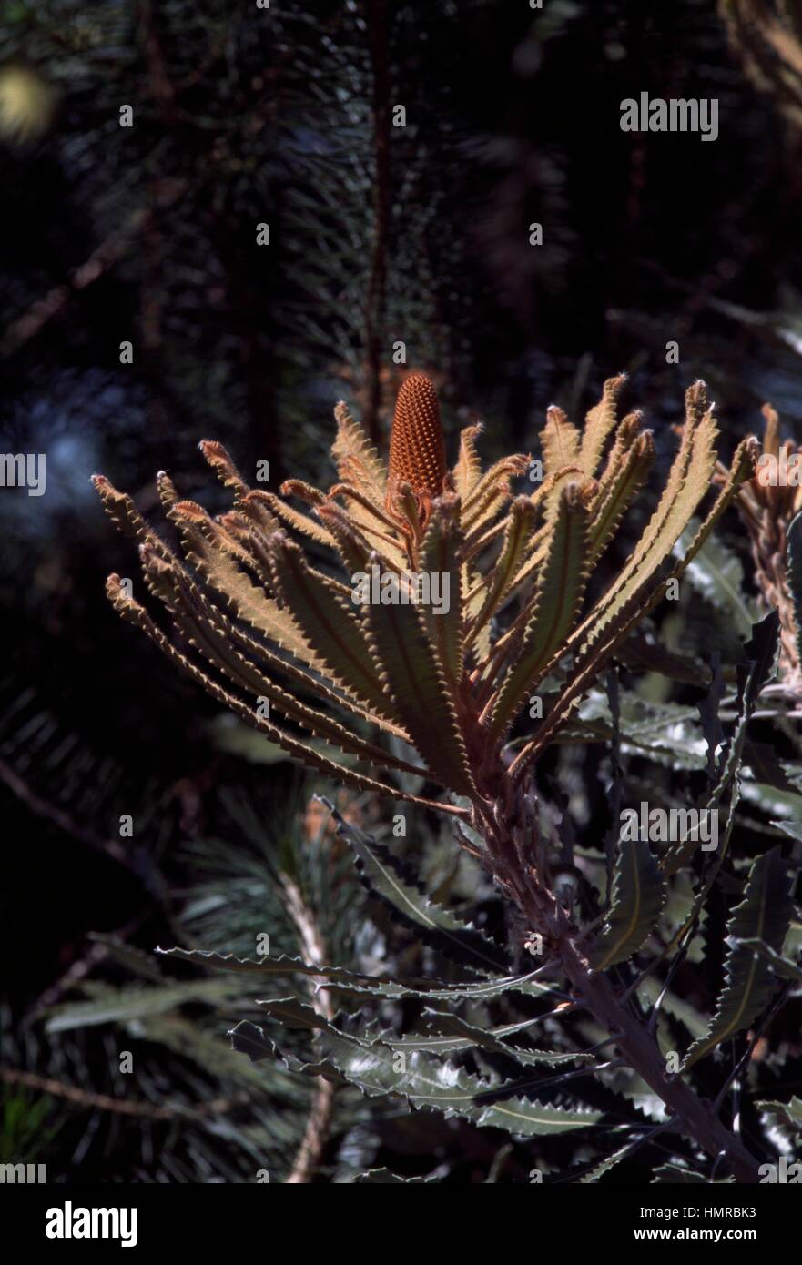 Burdett's Banksia (Banksia burdettii), Proteaceae. Stock Photo