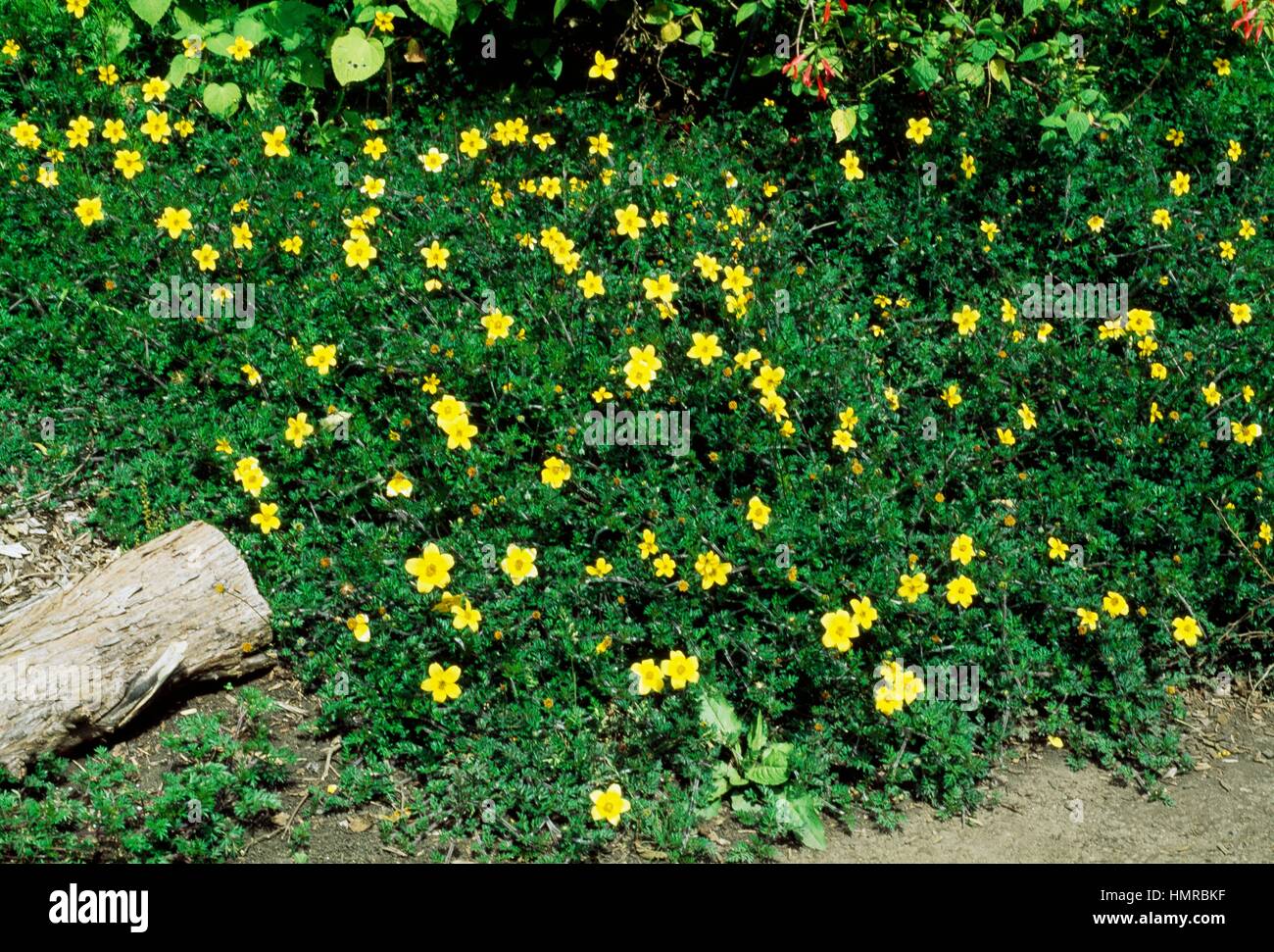Beggarticks or Black Jack (Bidens sp), Asteraceae, Strybing Arboretum, San Francisco, United States. Stock Photo