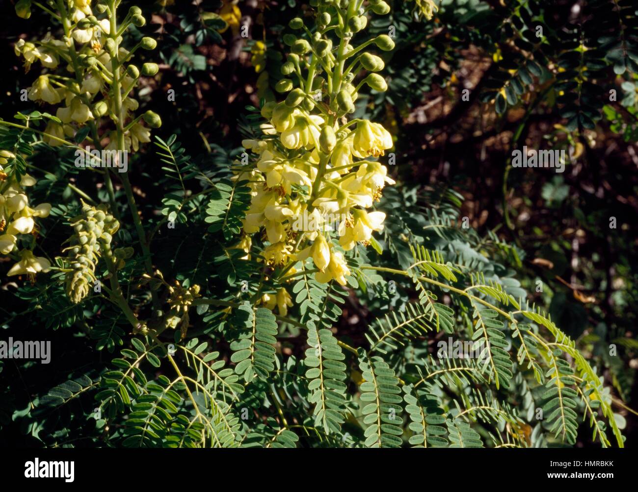 Mauritius Thorn leaves and flowers (Caesalpinia decapetala), Fabaceae-Leguminosae. Stock Photo